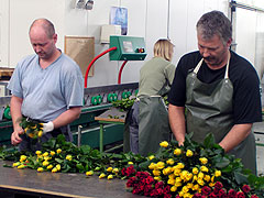 Workers in a greenhouse